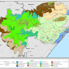 Umlalazi-Vegetation